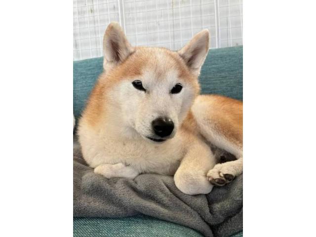 dispPetName($row['pet_name'])