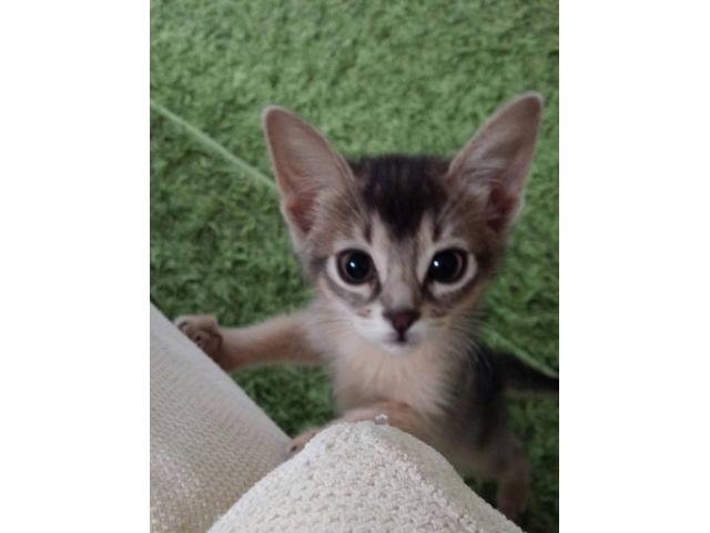 ビビちゃん