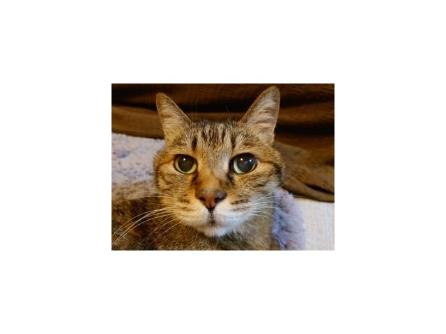dispPetName($row['pet_name'])