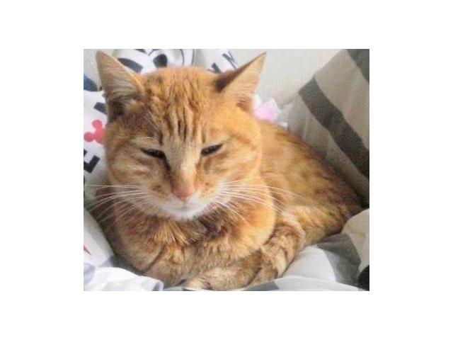 dispPetName($row['pet_name'])