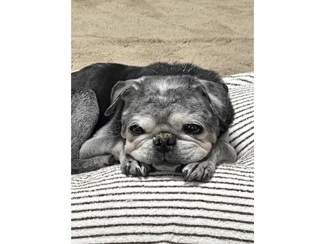 dispPetName($row['pet_name'])