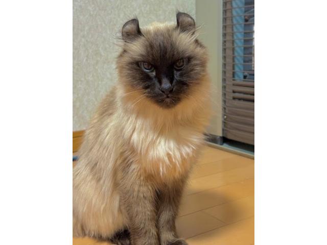 dispPetName($row['pet_name'])