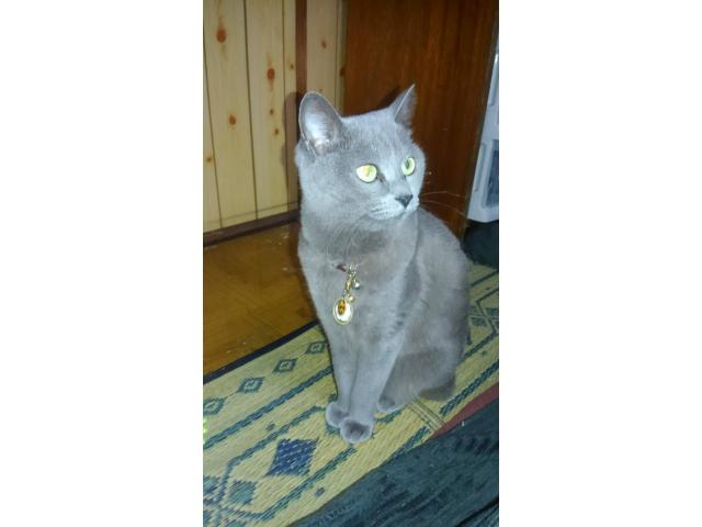 dispPetName($row['pet_name'])