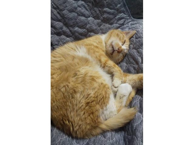 dispPetName($row['pet_name'])