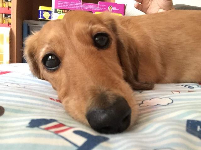 風ちゃん