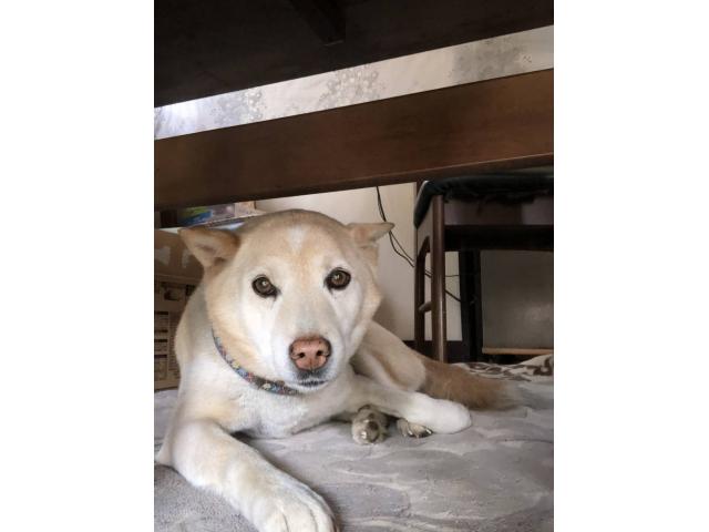 dispPetName($row['pet_name'])