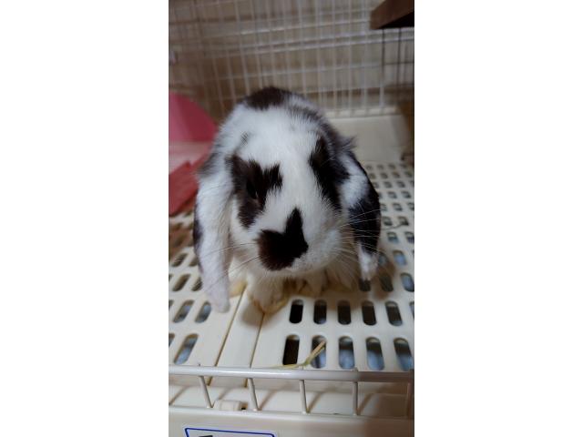 テンちゃん