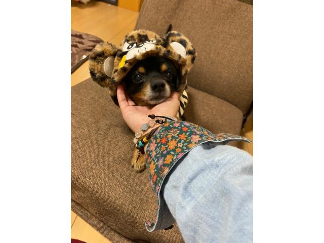 チャッピーちゃん