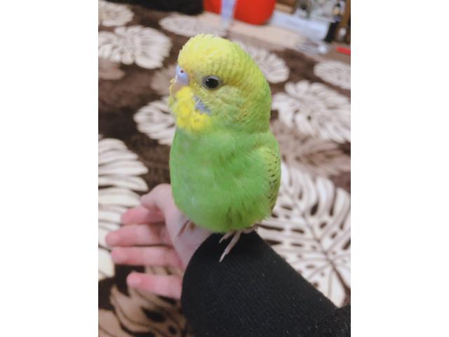 くぅちゃん