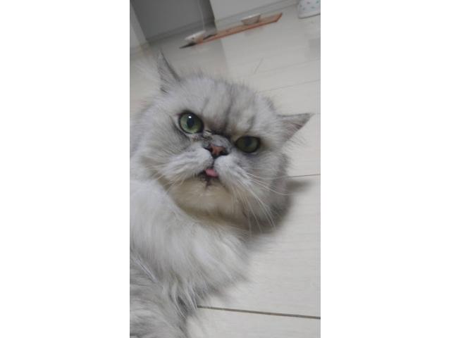 dispPetName($row['pet_name'])