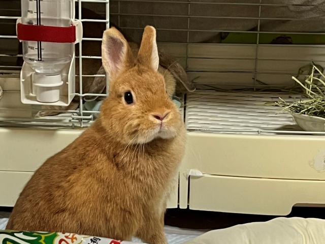 いちごちゃん