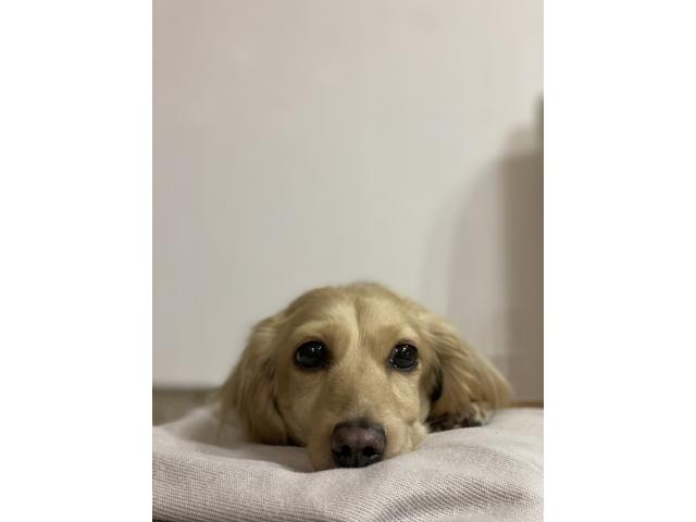 dispPetName($row['pet_name'])