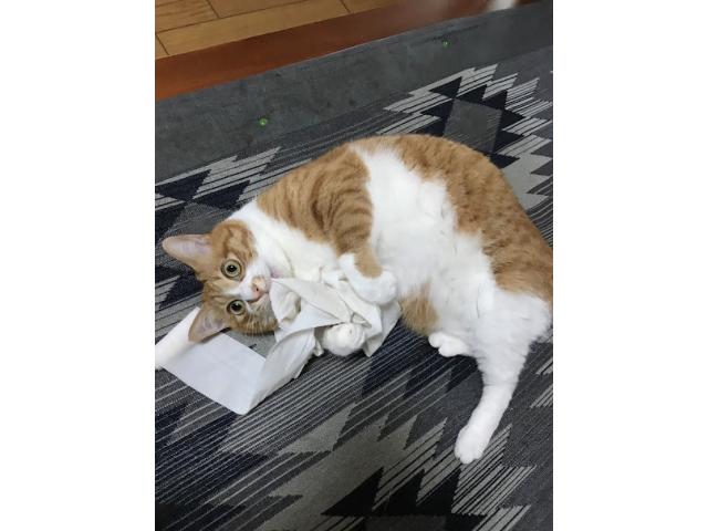 dispPetName($row['pet_name'])