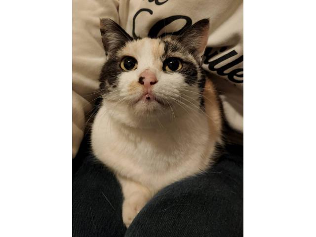 dispPetName($row['pet_name'])