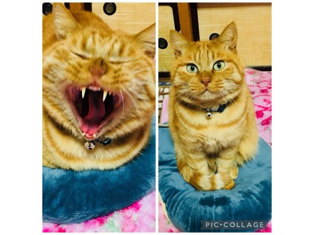 dispPetName($row['pet_name'])