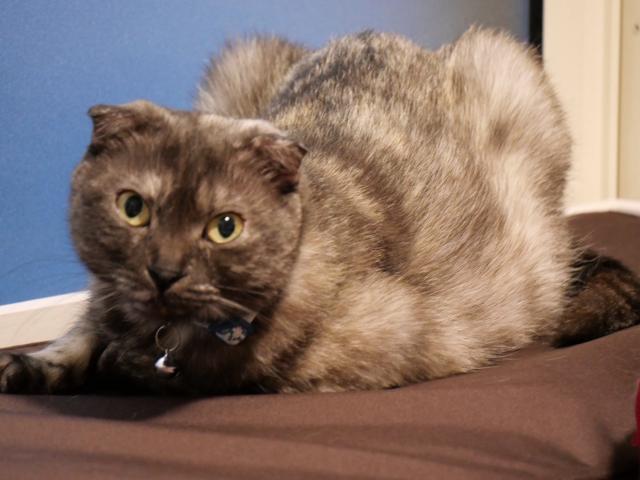 dispPetName($row['pet_name'])