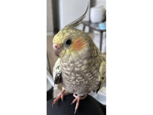 dispPetName($row['pet_name'])