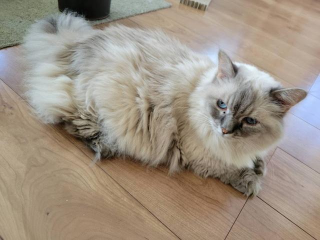 dispPetName($row['pet_name'])