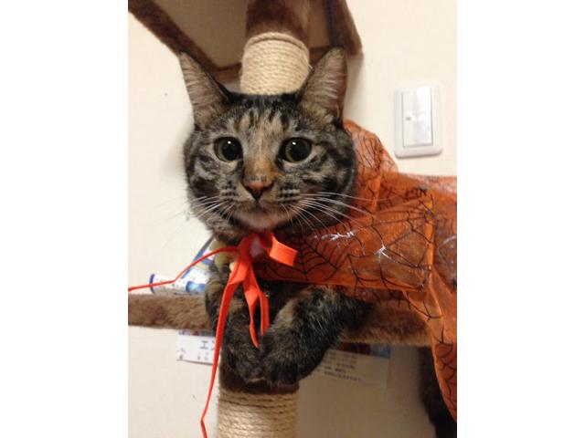 dispPetName($row['pet_name'])