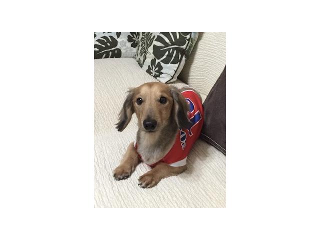 dispPetName($row['pet_name'])