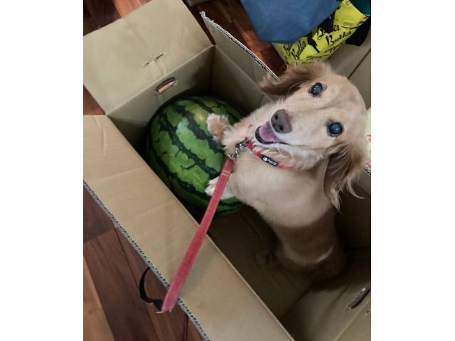 dispPetName($row['pet_name'])