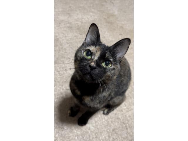 dispPetName($row['pet_name'])