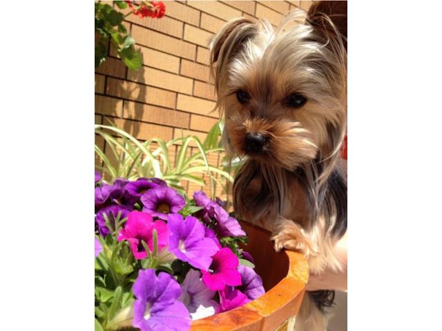 dispPetName($row['pet_name'])