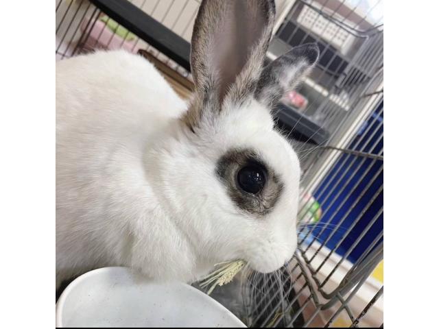 dispPetName($row['pet_name'])