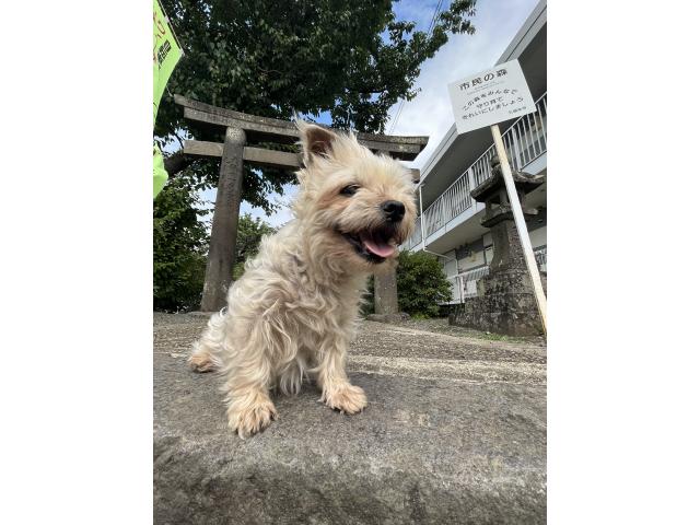 dispPetName($row['pet_name'])