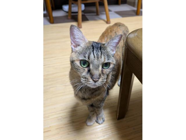 dispPetName($row['pet_name'])