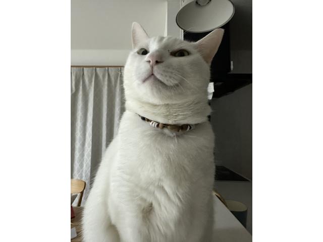 dispPetName($row['pet_name'])