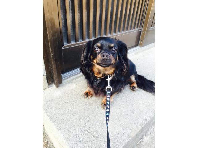 dispPetName($row['pet_name'])