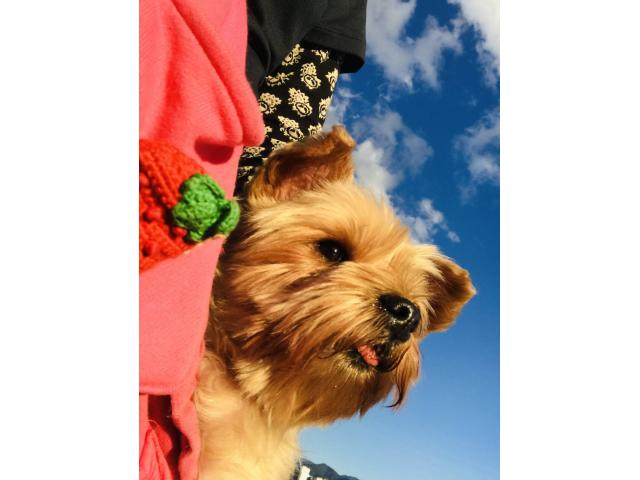 dispPetName($row['pet_name'])