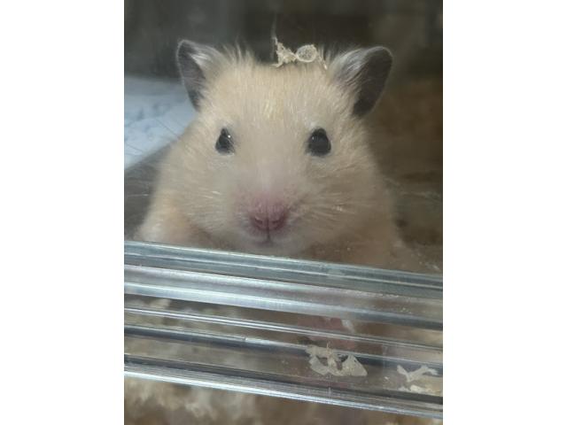 dispPetName($row['pet_name'])