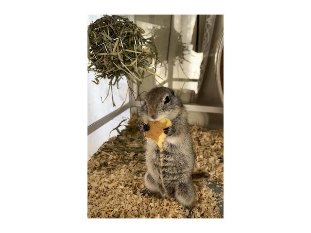 dispPetName($row['pet_name'])