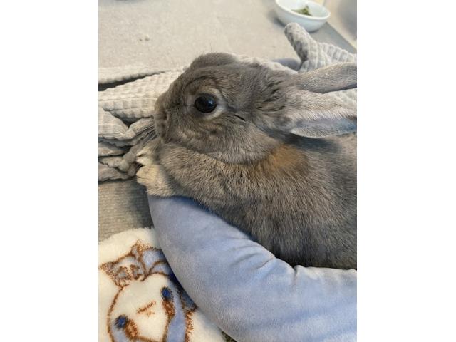 dispPetName($row['pet_name'])