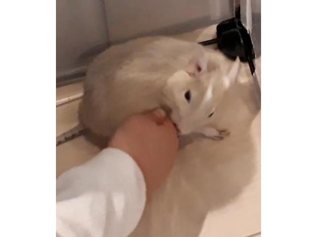 とらのすけちゃん