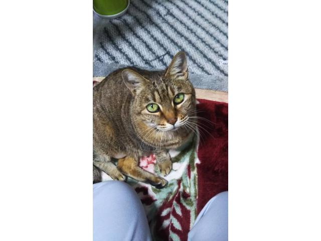 dispPetName($row['pet_name'])