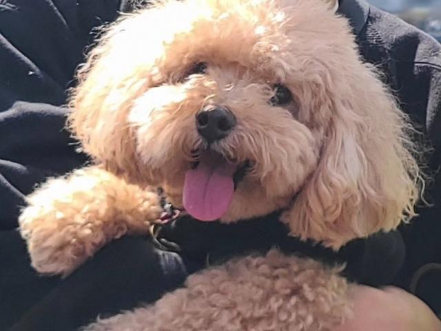 プーすけちゃん