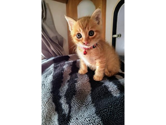 dispPetName($row['pet_name'])