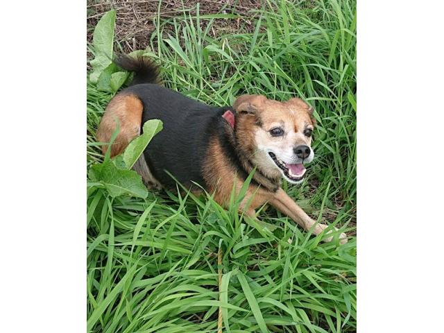 dispPetName($row['pet_name'])