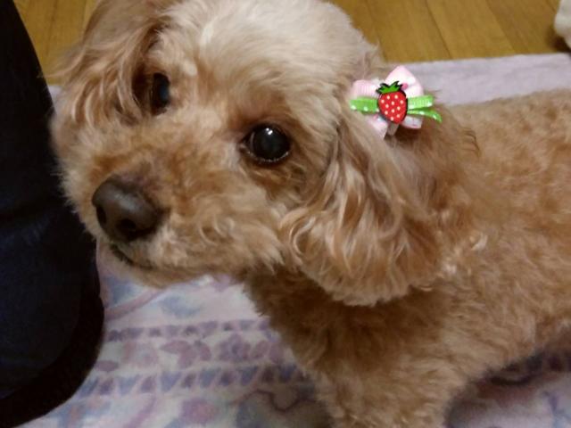 dispPetName($row['pet_name'])