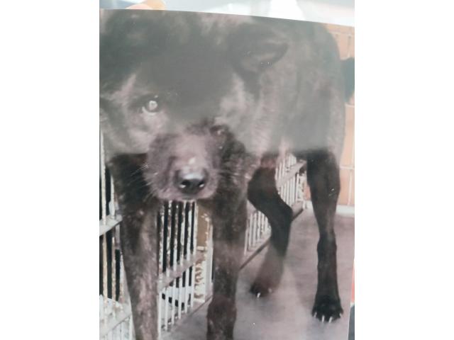 dispPetName($row['pet_name'])