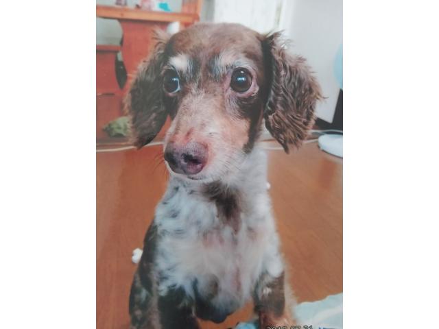 dispPetName($row['pet_name'])