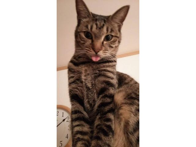 dispPetName($row['pet_name'])