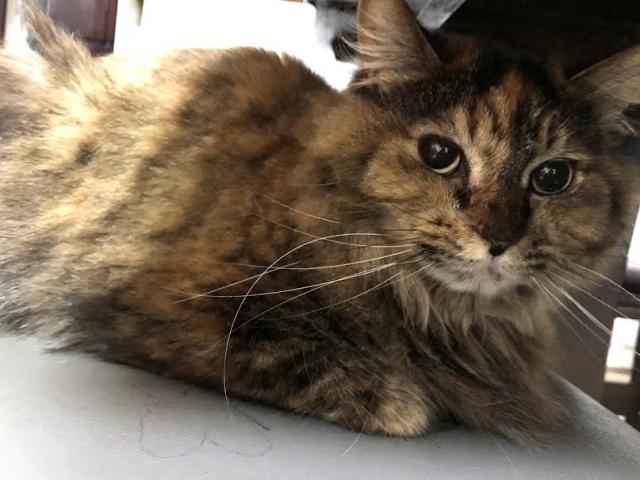 dispPetName($row['pet_name'])