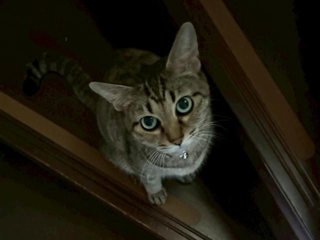 dispPetName($row['pet_name'])