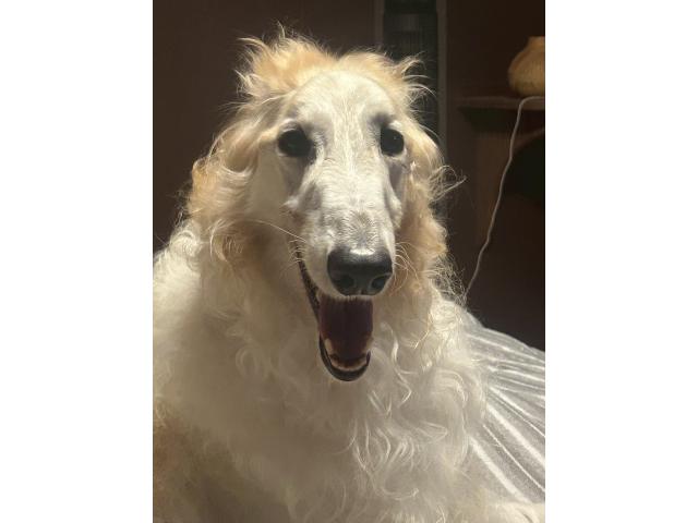 dispPetName($row['pet_name'])