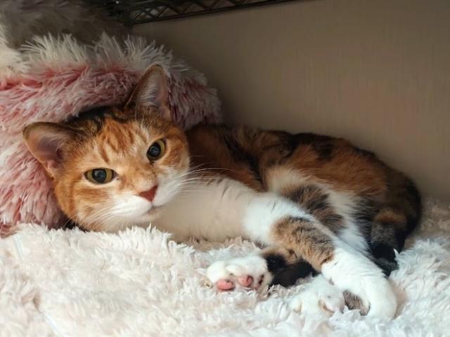 dispPetName($row['pet_name'])