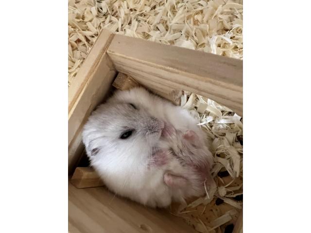 しらたまちゃん